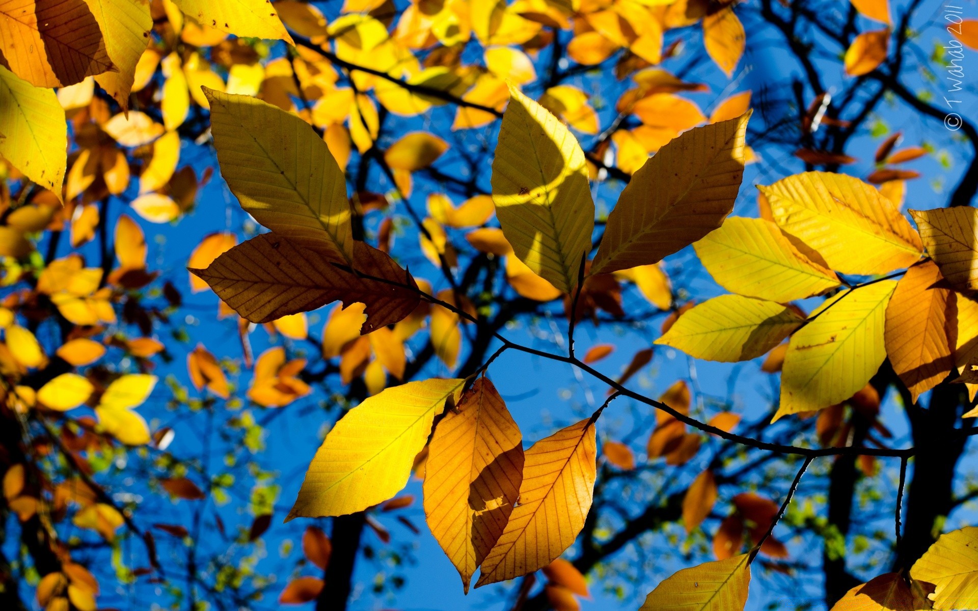 sonbahar yaprak sonbahar açık havada parlak ağaç doğa sezon akçaağaç flora ahşap şube park güzel hava renk yemyeşil büyüme ışık değişim