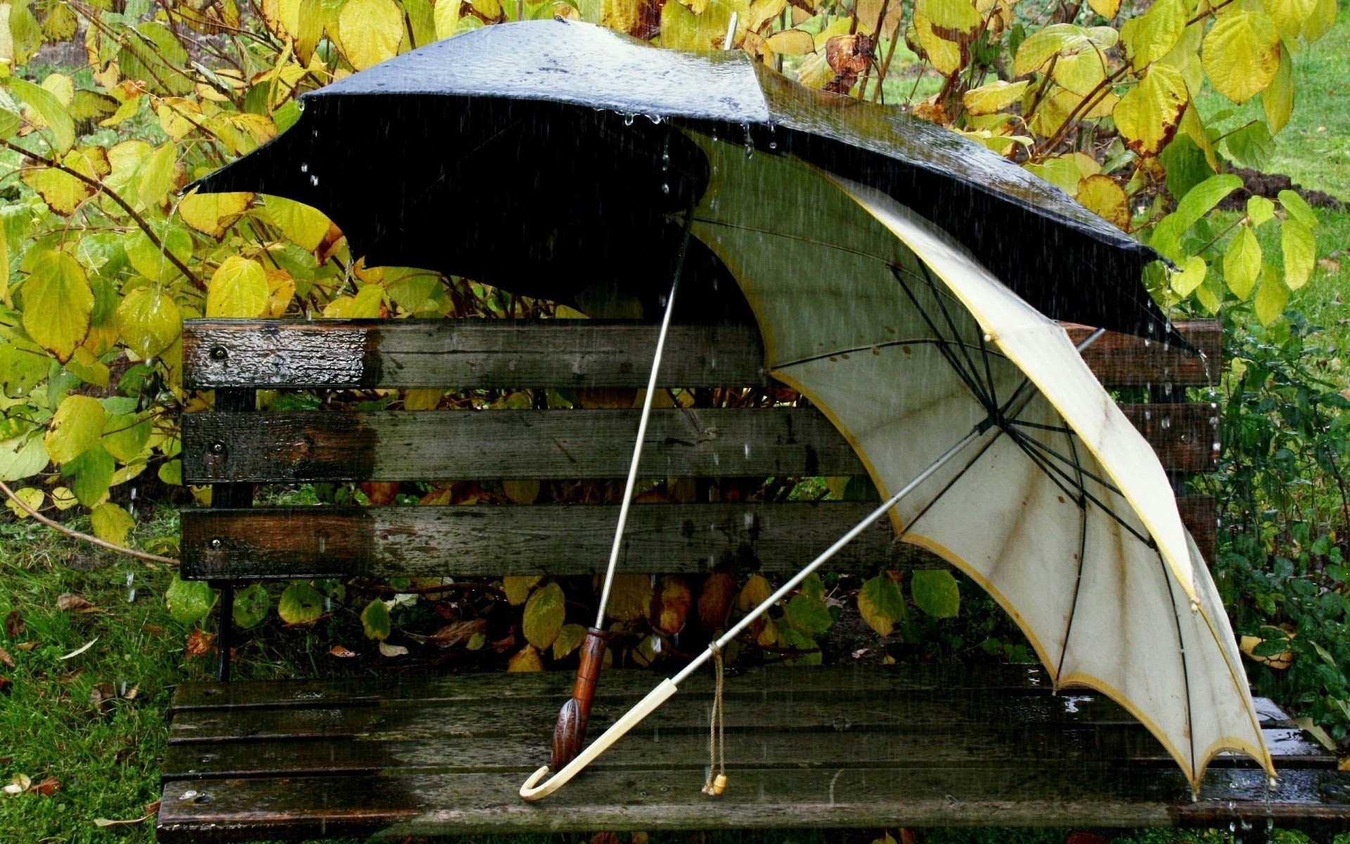 otoño madera naturaleza al aire libre otoño lluvia hoja paraguas árbol comida