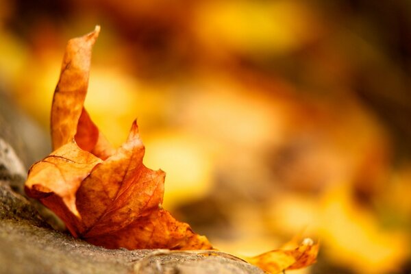 Herbstliches Ahornblatt auf dem Gras