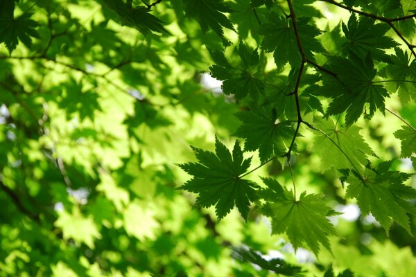 Forêt d été noyée dans la verdure