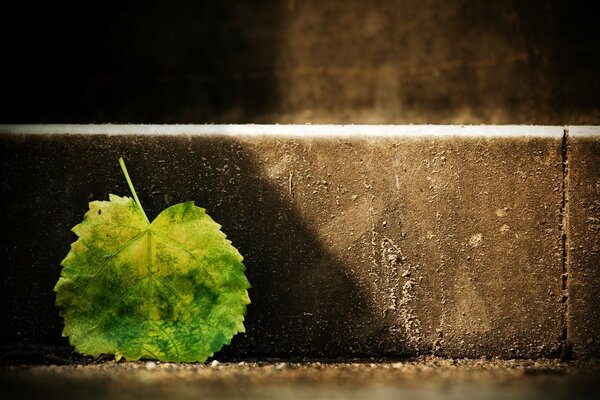 A yellow-green leaf that fell on the steps