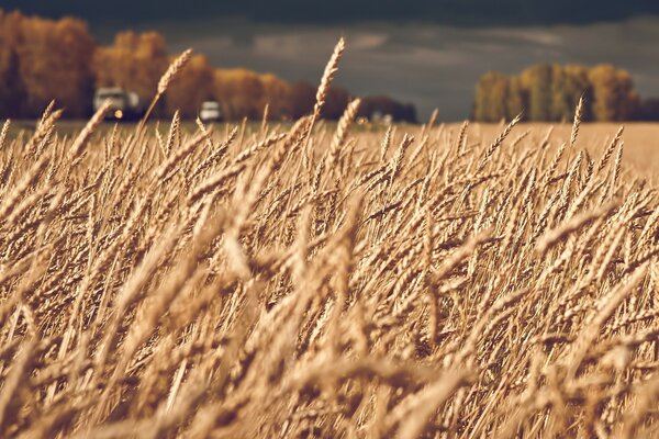 Dark storm clouds over a wheat field