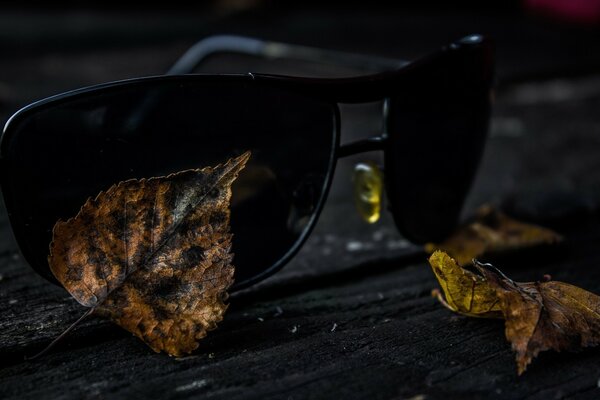 Black glasses on a bench among fallen leaves