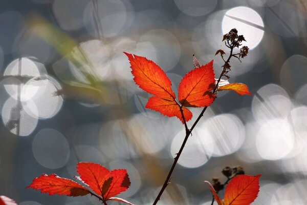 Variety of autumn flora in the forest