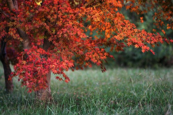 Bright contrast of red and green. Autumn landscape