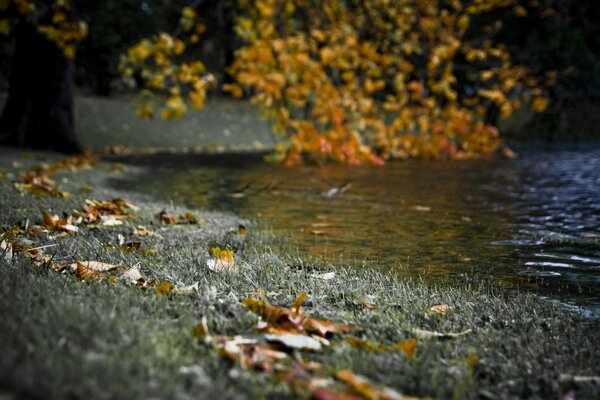 Herbstlaub in der Nähe des Wassers