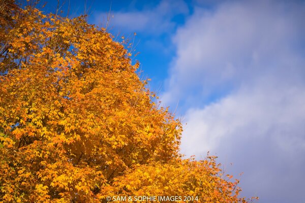 Corone di acero colorate in autunno