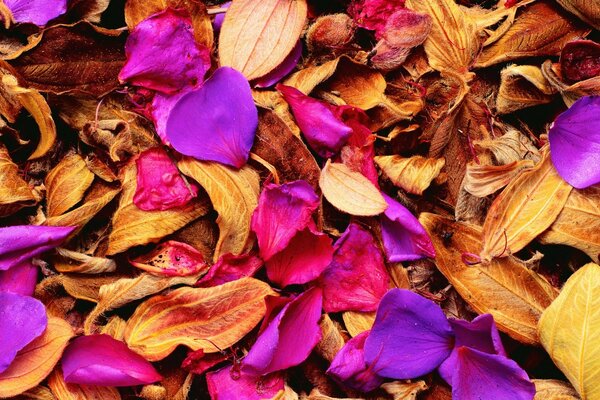 Las flores se marchitaron, los pétalos cayeron