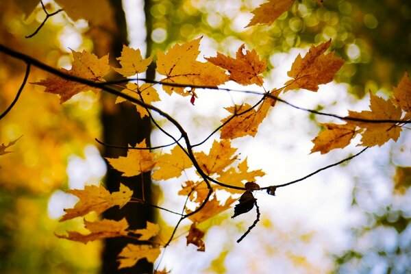 Otoño de septiembre y hoja de arce