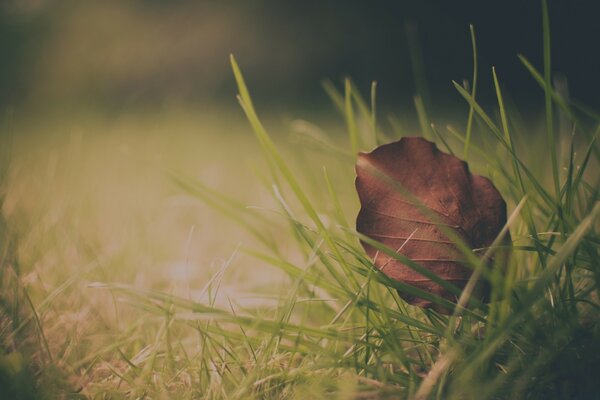 Feuille sèche d automne dans l herbe verte