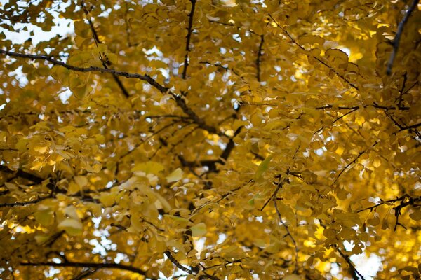 Otoño dorado, belleza