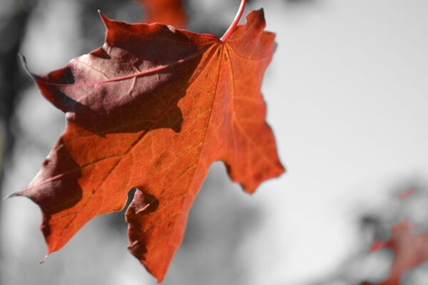 A red maple leaf in the wind. Leaden sky