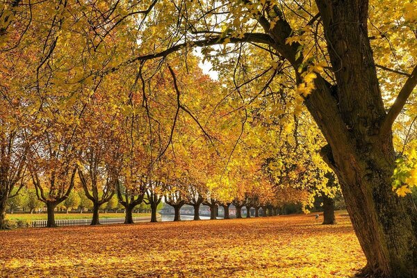 Herbstsaison. Herbstbaum mit Blättern