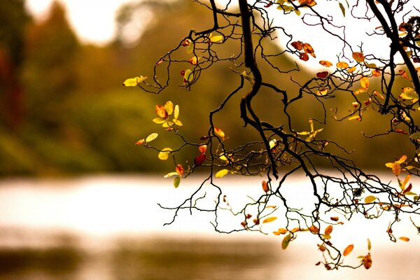 Schönes Foto des Herbstzweigs