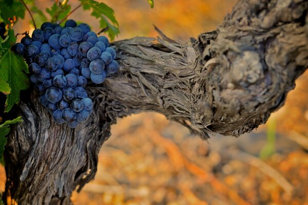 A bunch of black grapes on the trunk