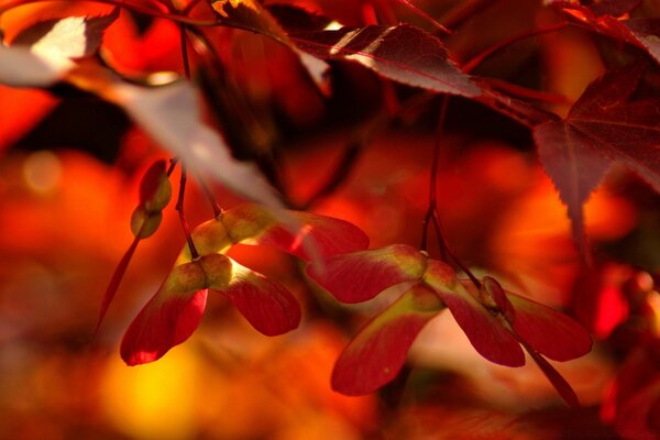 Feurige Herbsttage