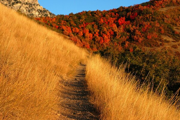 Paysage lumineux d automne dans les tons jaune-rouge