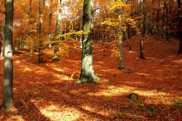 Árbol de otoño. Hoja de otoño