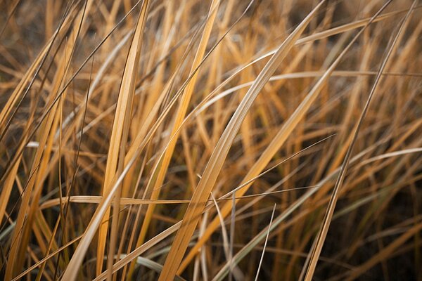 Trockenes Gras im Herbst auf dem Feld. Gelbes Gras