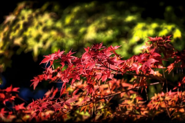 Autumn leaves in nature, on a tree