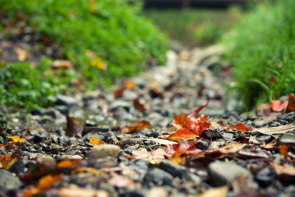 Ein Steinweg, der mit Herbstblättern bedeckt ist