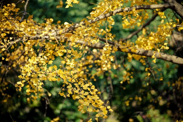 Autumn tree branch close-up