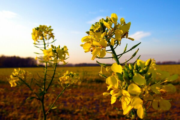 Floraison automnale en automne