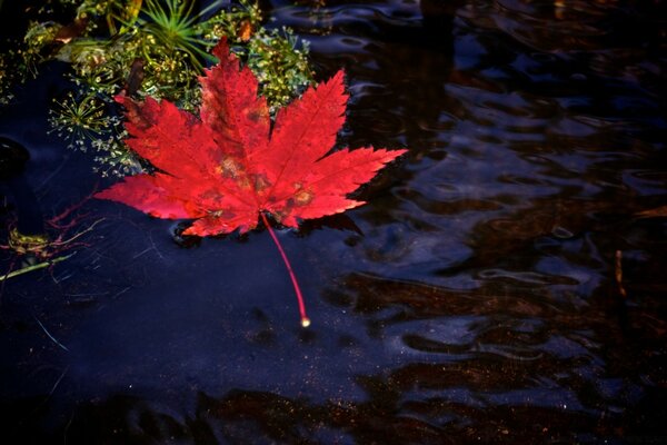 Rotes Ahornblatt fiel ins Wasser