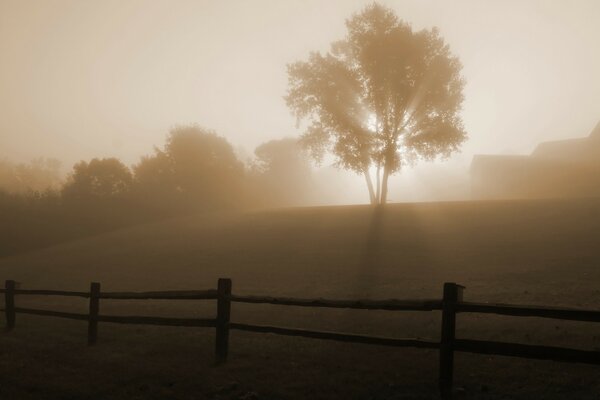 Es ist ein nebliger Morgen auf der Ranch. Ein Baum auf einem Hügel