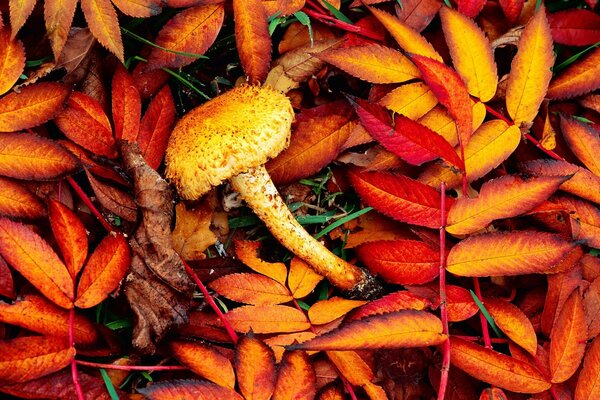 Autumn colors of leaves and mushrooms