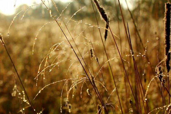 Autumn sunny dawn on the field