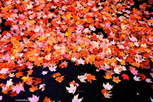 Gefallene Blätter im Herbstwald