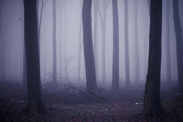 Mystical fog in the evening forest