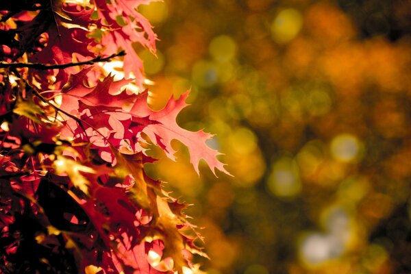 Saisonales Herbstlaub