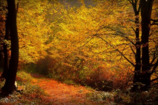 Herbstlandschaft Wanderweg zwischen Bäumen