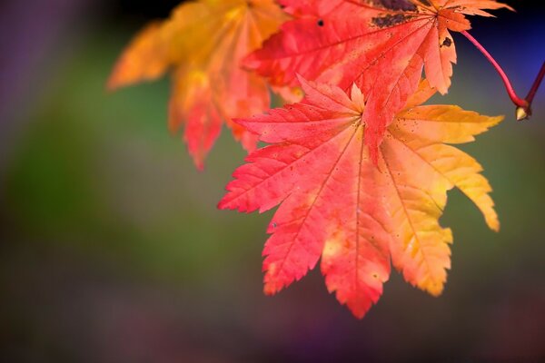 Helles gelb-rotes Blatt des Herbstes