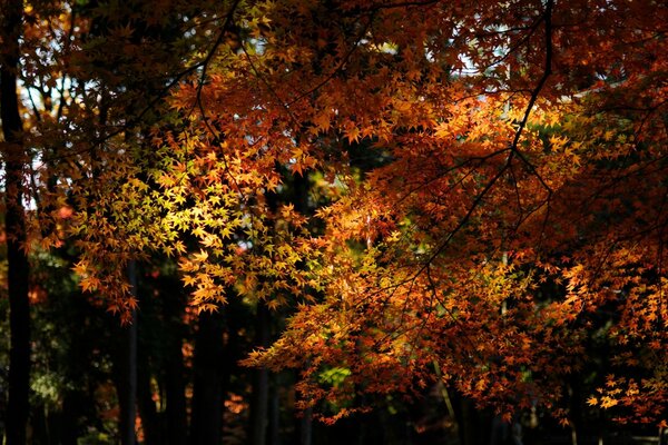 Autumn maple tree with leaves