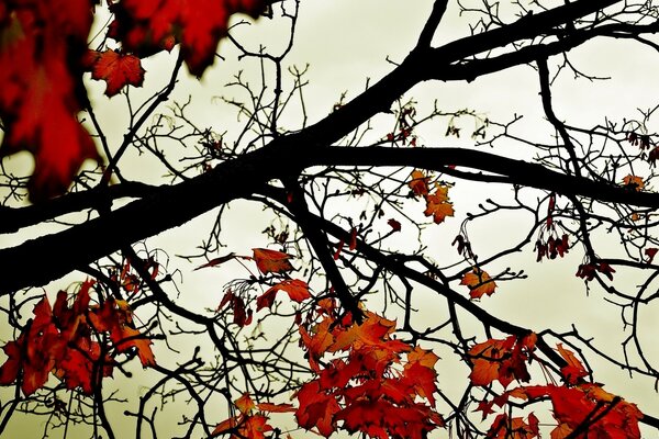 Alberi e foglie in autunno