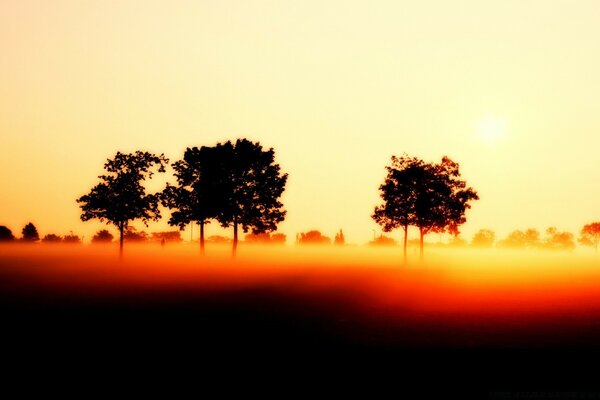 Autumn sunset in yellow tones