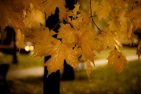 Feuilles d érable jaune sculpté sur fond de parc