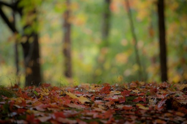 Fallen leaves after rain in the forest