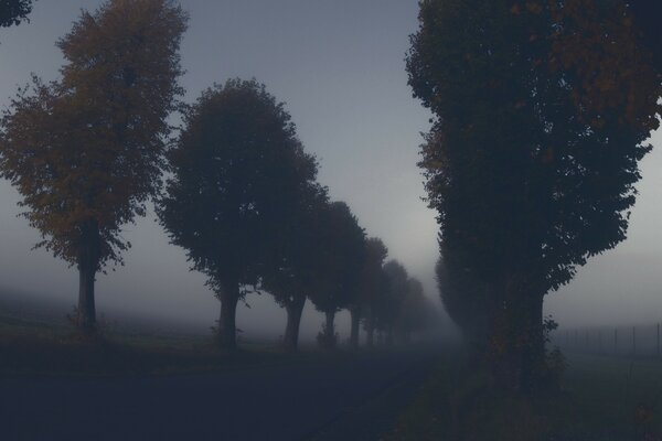 Morgendämmerung an einem nebligen Morgen im Wald