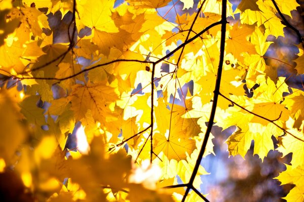 Yellow maple leaves in clear weather