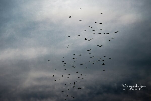 A flock of birds in a cloudy sky