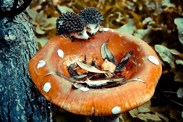 Two hedgehogs decided to have a snack with a mushroom