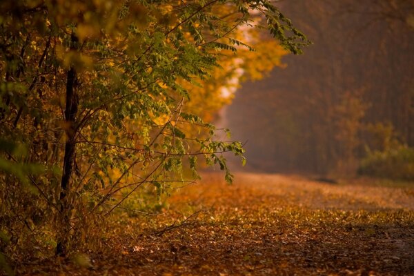 Der Weg in die Ferne mit den gefallenen goldenen Blättern