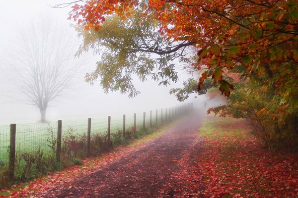 Couleurs vives du paysage d automne