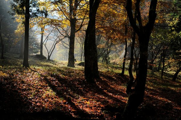 Bosque de otoño árboles de sombra