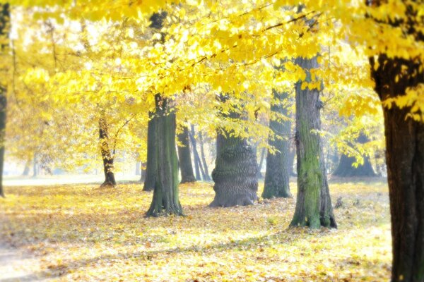 Park with yellow trees autumn