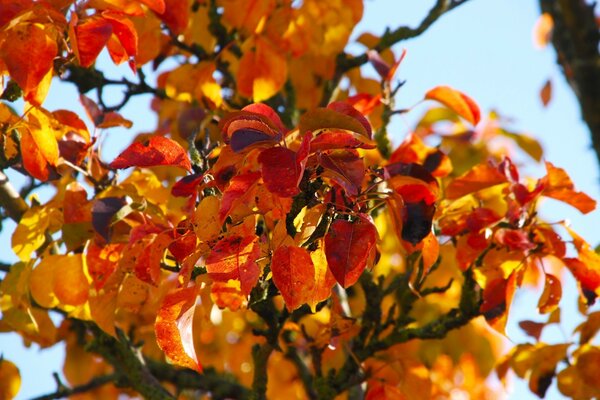 Natur des Herbstbaums mit Blättern